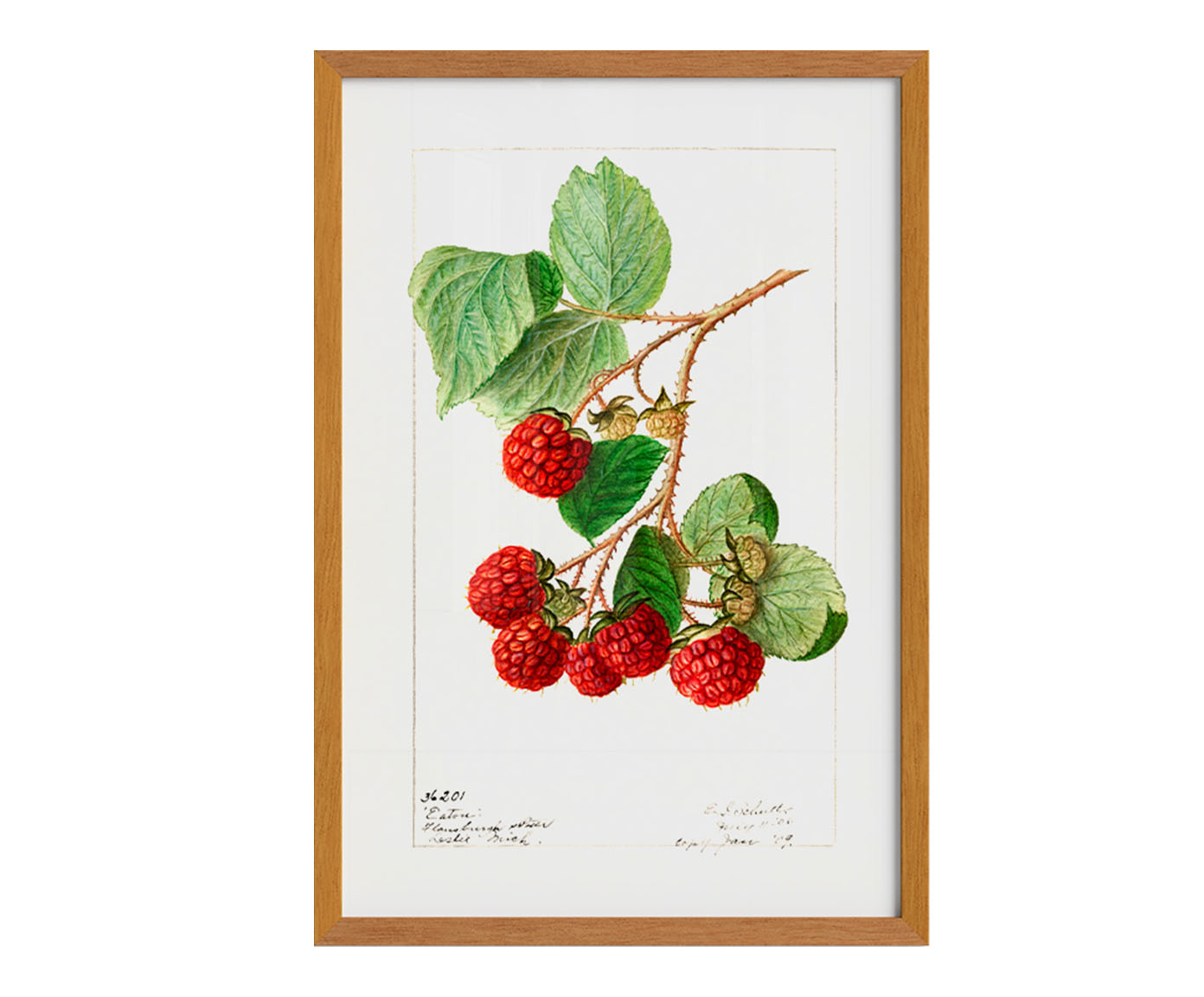 Quadro Framboesa Vintage com Moldura em Madeira - image 0
