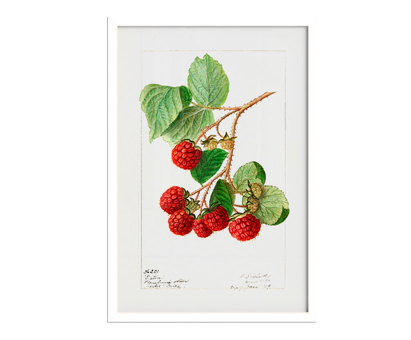 Quadro Framboesa Vintage com Moldura Branca - image 0