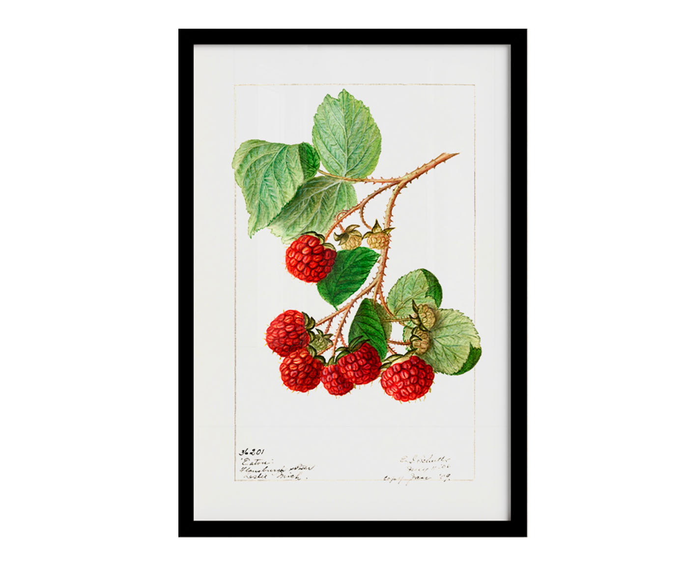 Quadro Framboesa Vintage com Moldura Preta - image 1